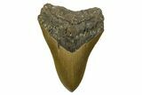 Serrated, Fossil Megalodon Tooth - North Carolina #275528-1